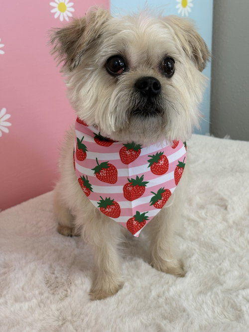 Hazel & Luna (Bonded Pair), an adoptable Yorkshire Terrier Yorkie in Mission Viejo, CA