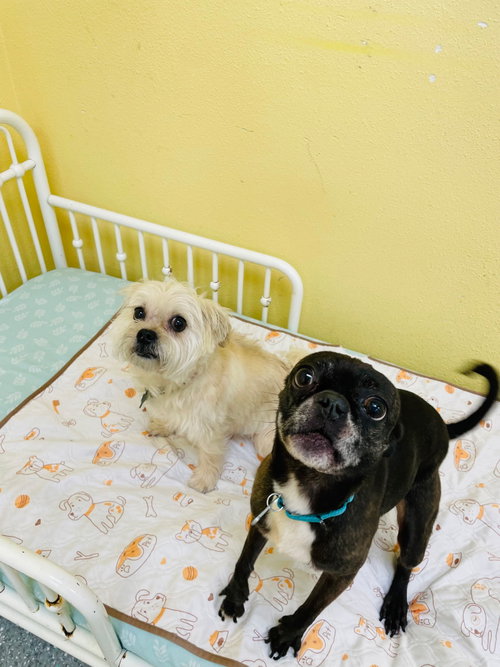 Hazel & Luna photo 2