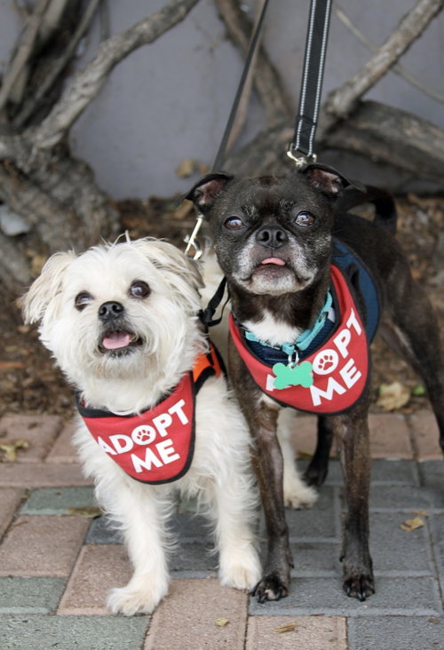 Hazel & Luna (Bonded Pair), photo 2