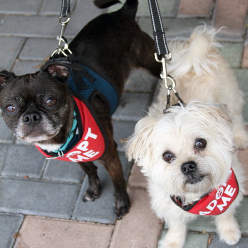 Hazel & Luna (Bonded Pair), photo 3