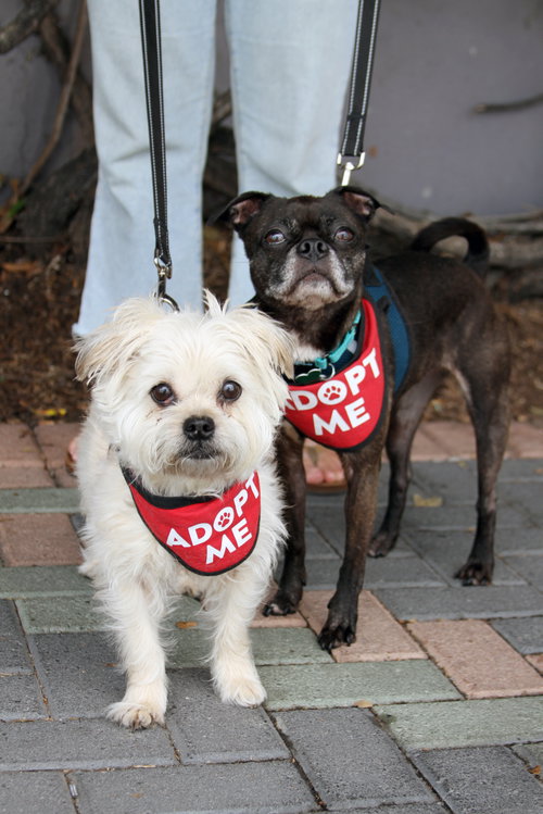 Hazel & Luna (Bonded Pair), photo 4
