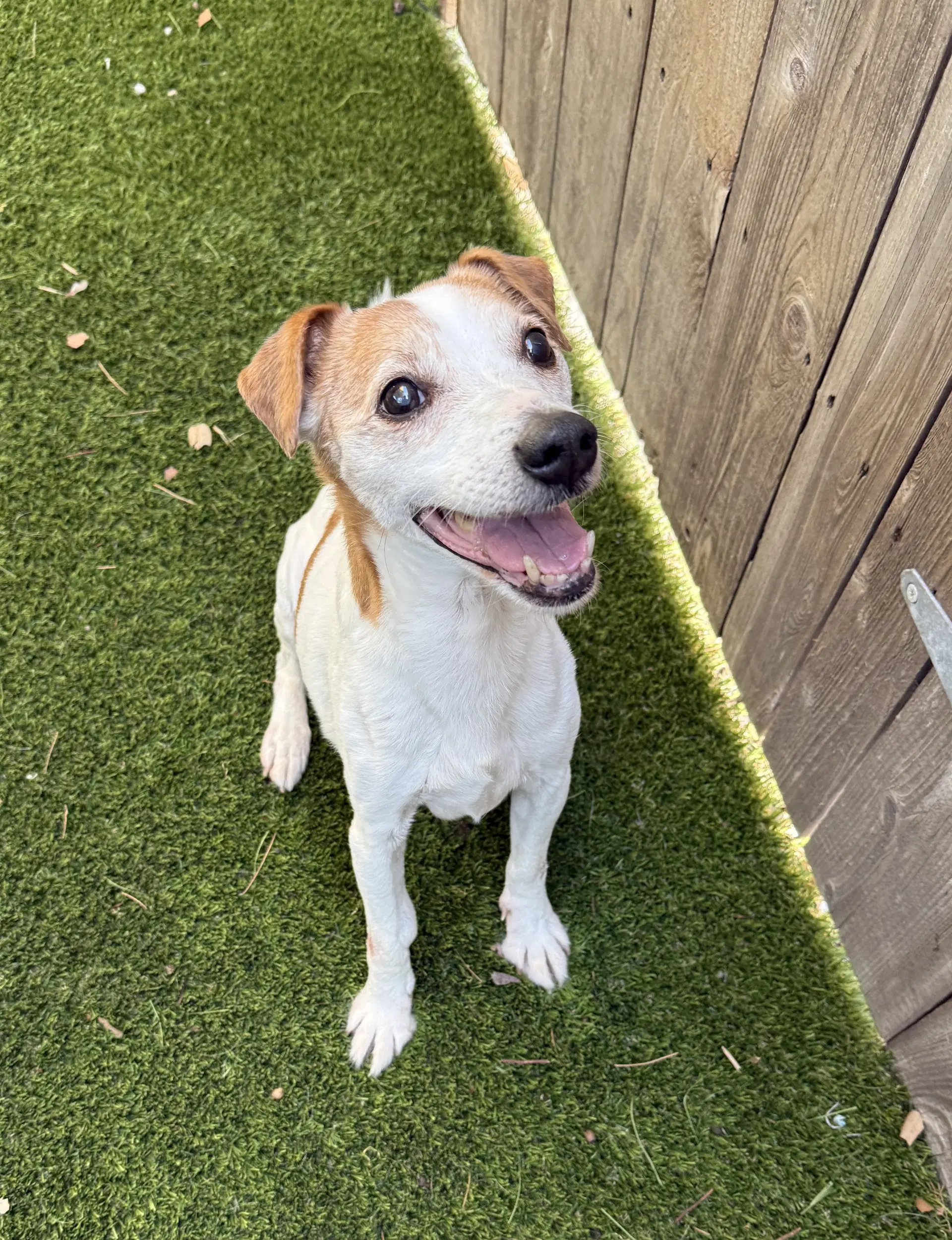 Wesley - Jack Russell Terrier