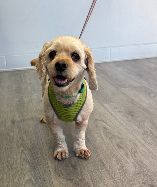 Violet, an adoptable Cocker Spaniel in Mission Viejo, CA