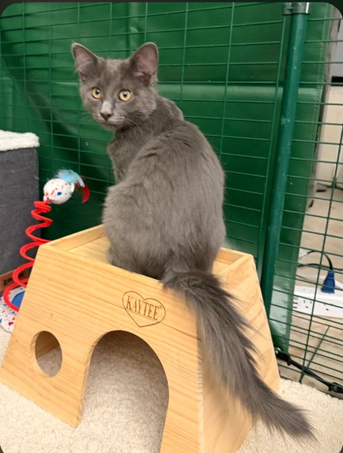 Tornado (green collar), an adoptable Domestic Short Hair in Mission Viejo, CA