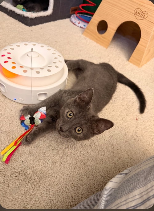 Cloud (Blue Collar), an adoptable Domestic Short Hair in Mission Viejo, CA