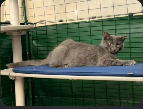 NImbus (red collar), an adoptable Domestic Short Hair in Mission Viejo, CA