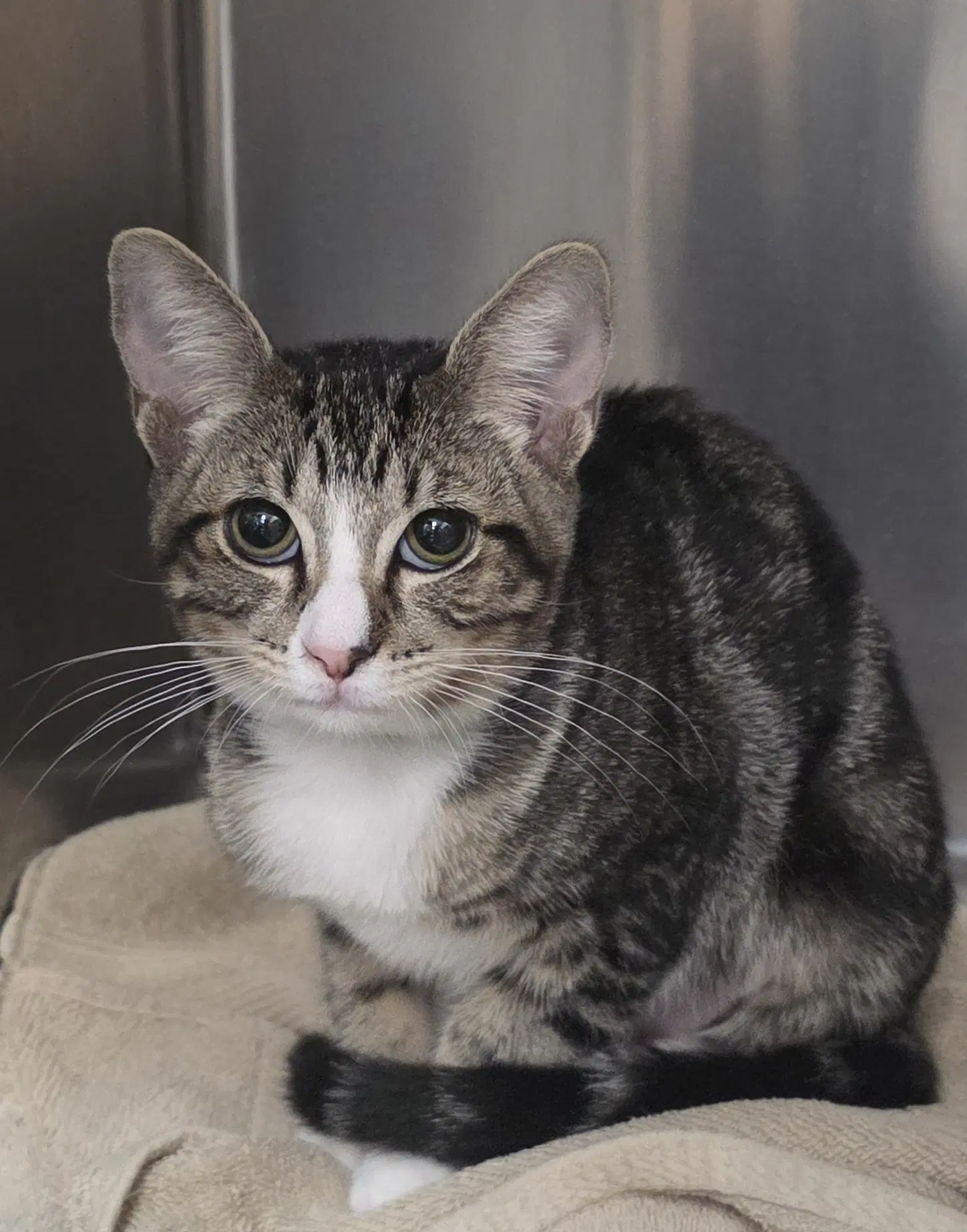 Matilda - Domestic Short Hair