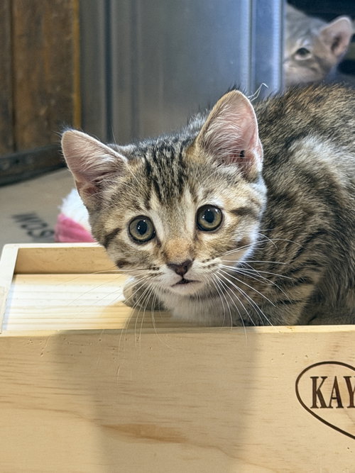 Fern, a cat for adoption from New Beginnings for Animals