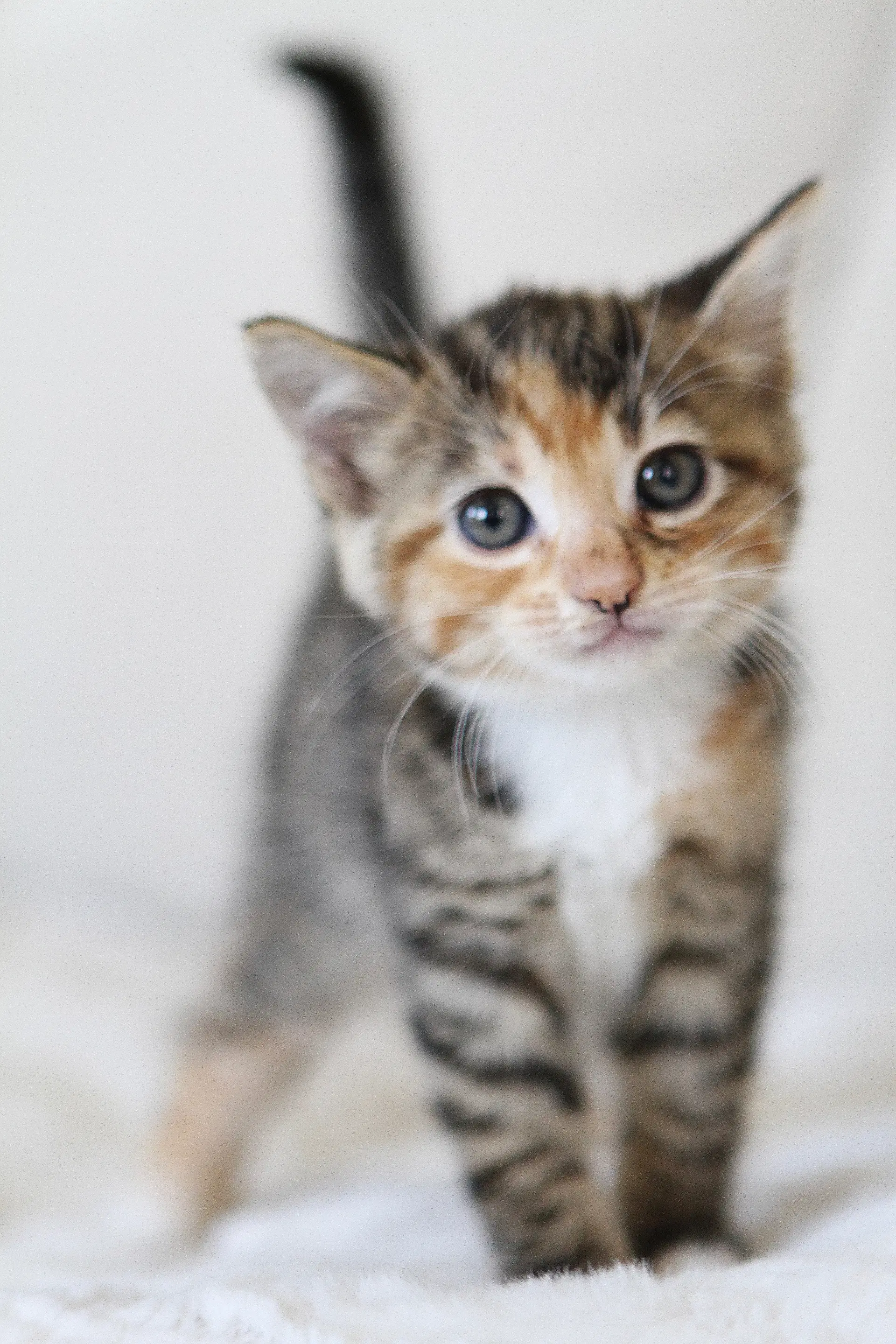 Hazel - Domestic Short Hair