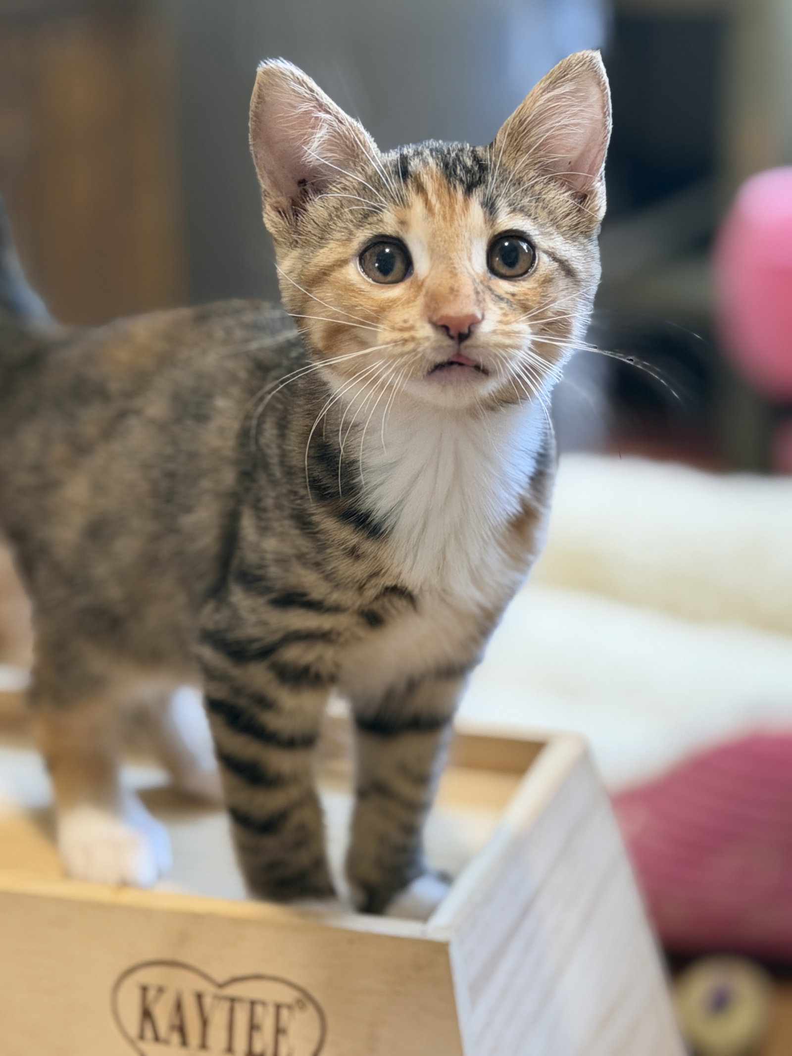 Hazel, Domestic Short Hair