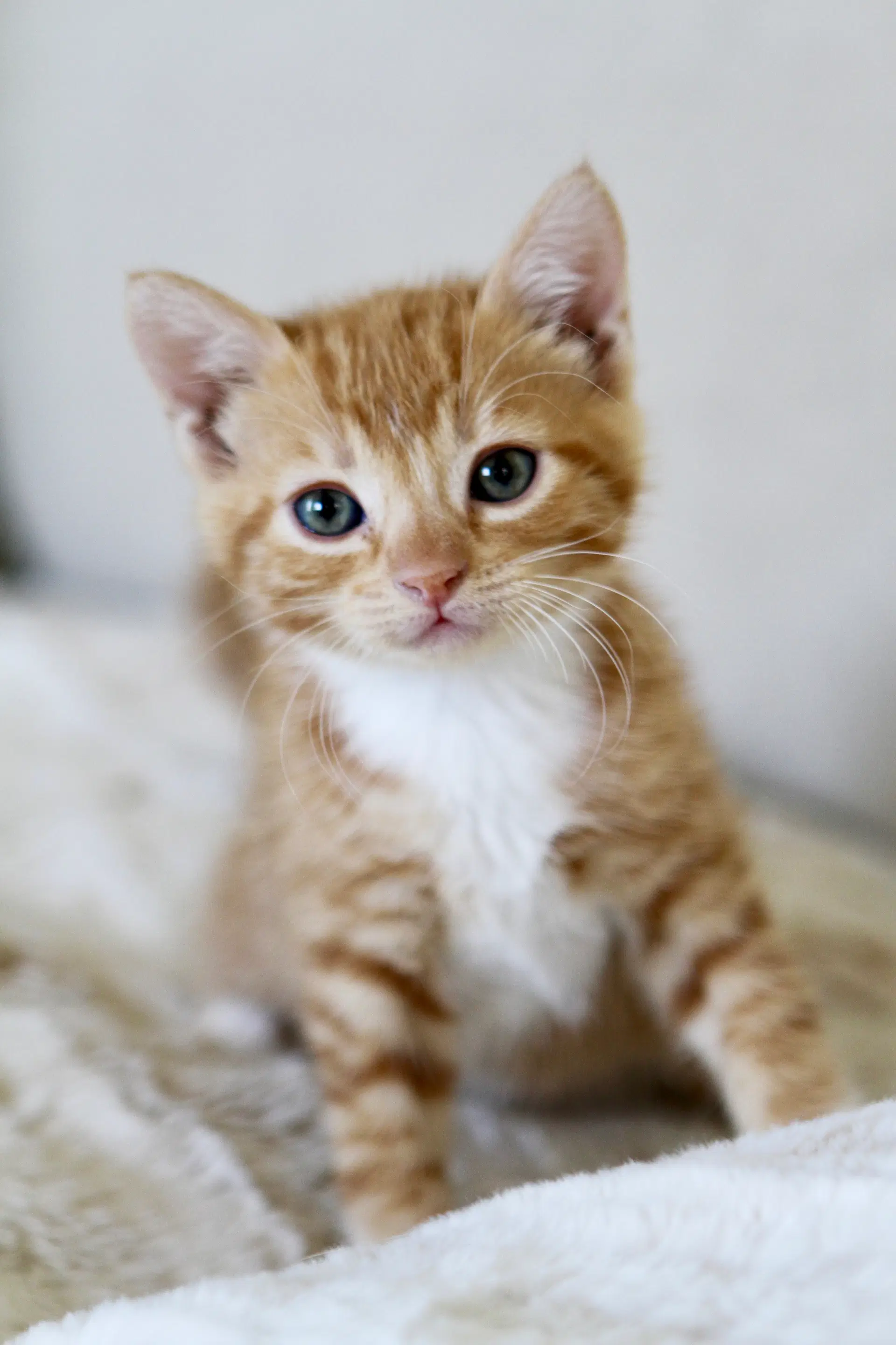 Maple - Domestic Short Hair