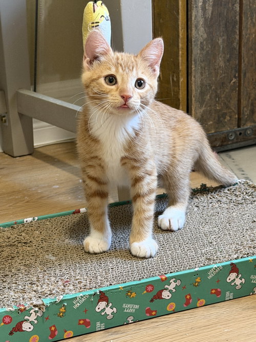 Maple, a cat for adoption from New Beginnings for Animals