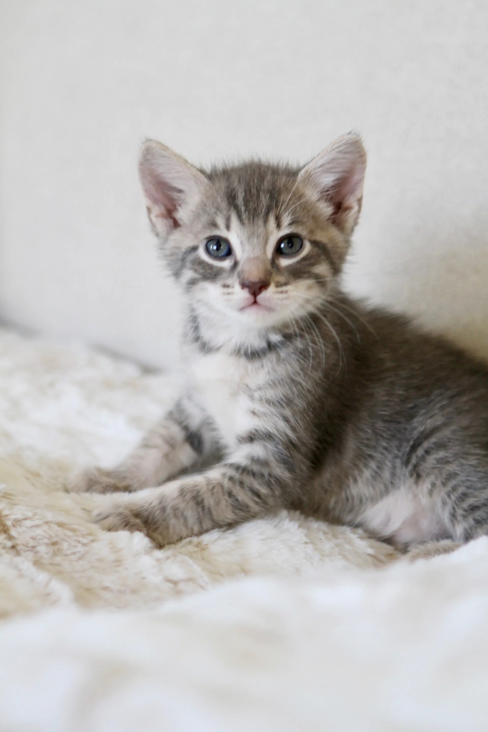 Birch - Domestic Short Hair