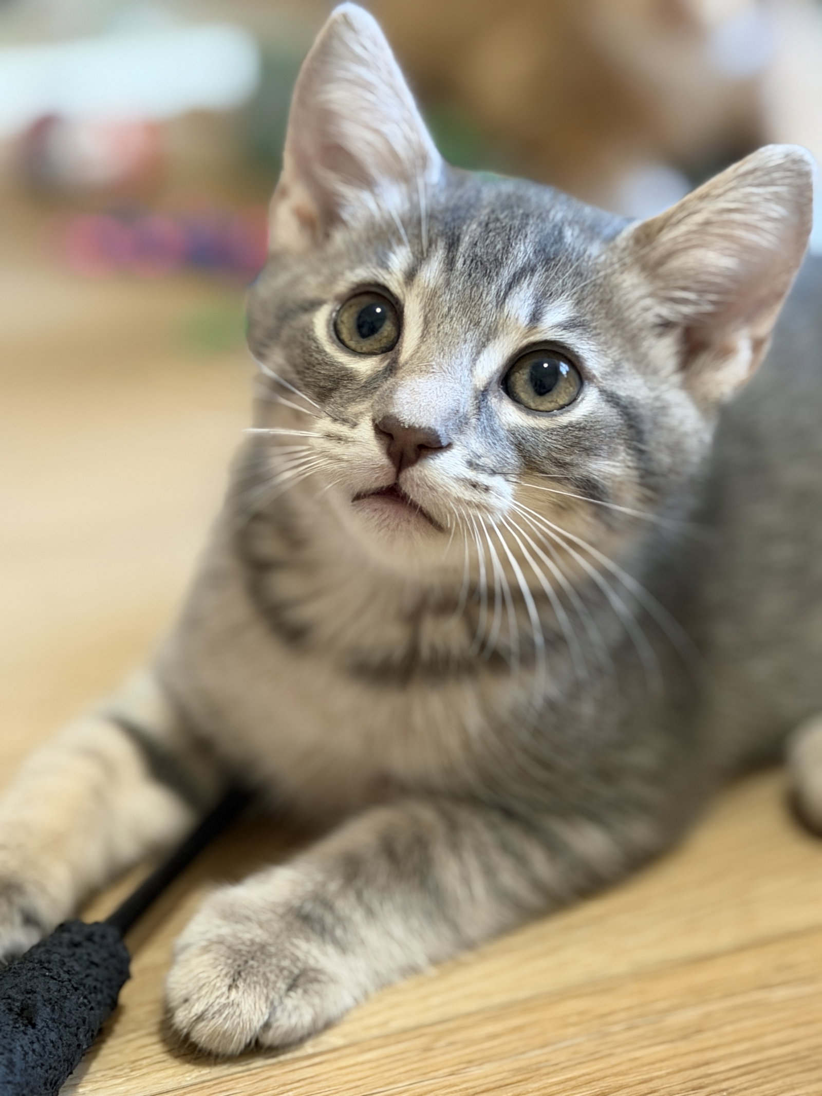 Birch, Domestic Short Hair