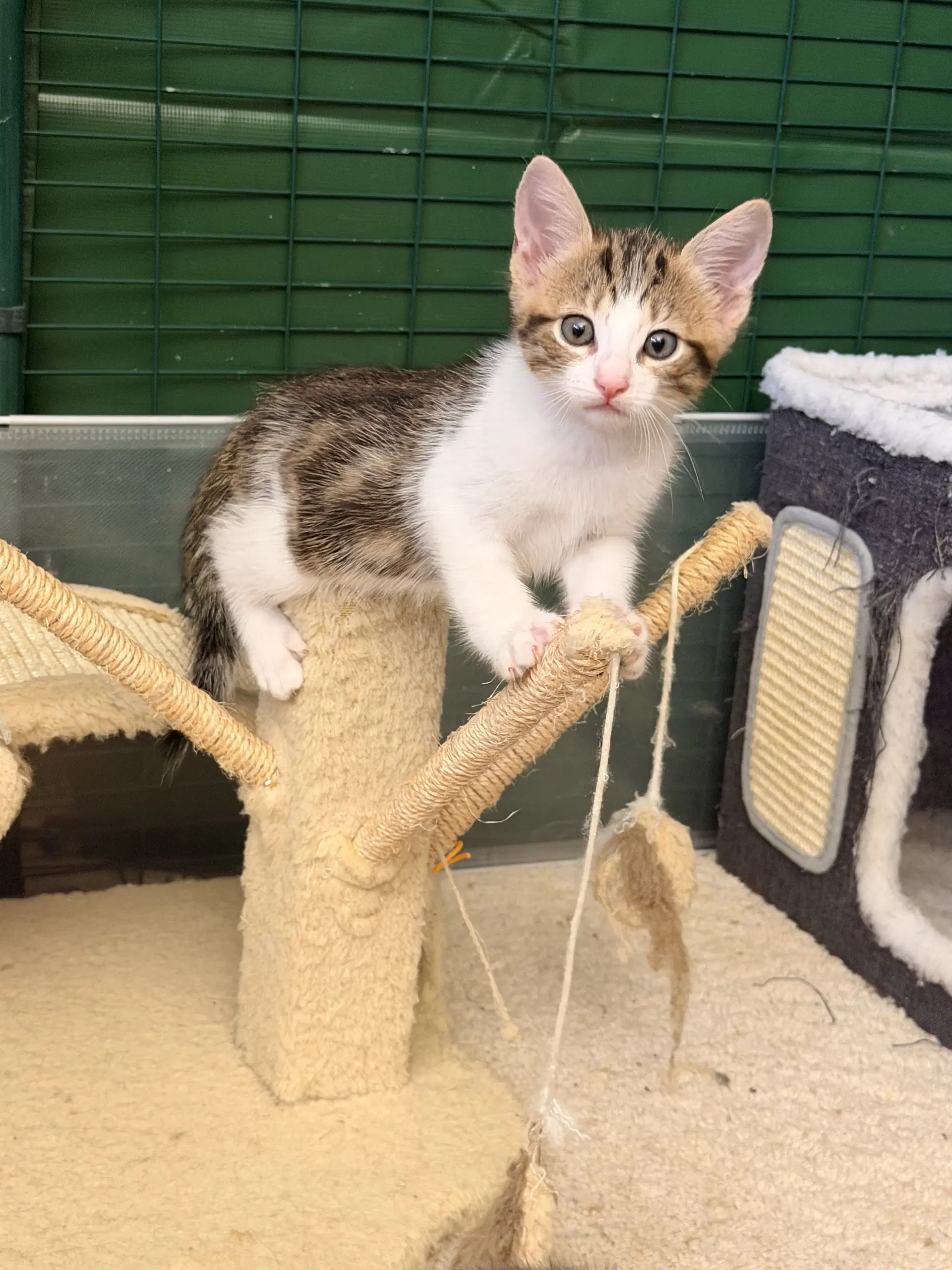Coffee Bean - Domestic Short Hair