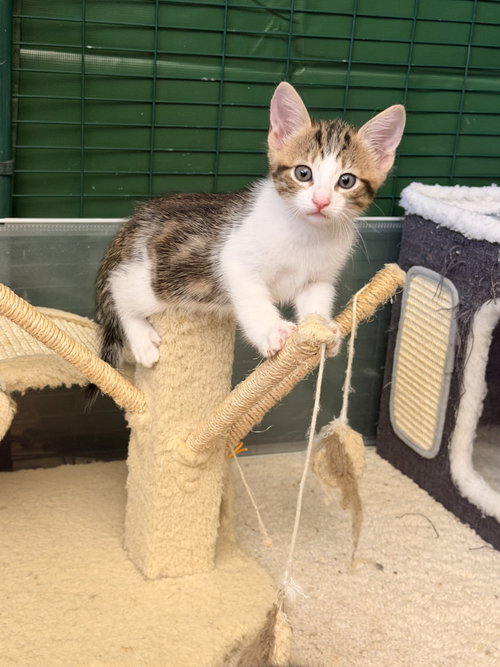 Coffee Bean, a cat for adoption from New Beginnings for Animals