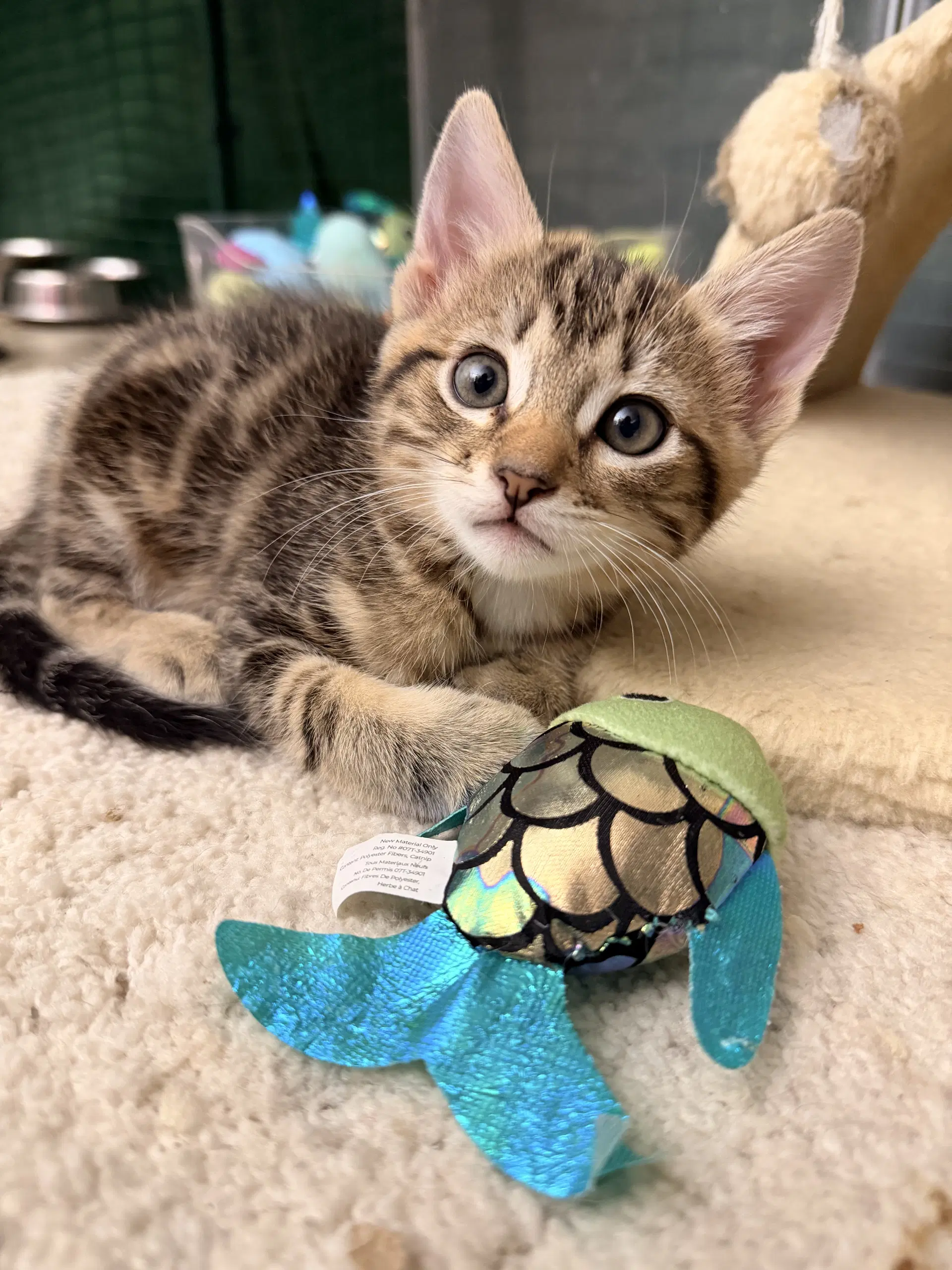 Cocoa Bean - Domestic Short Hair