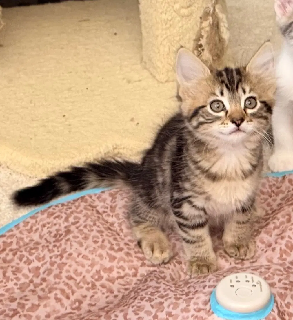Lima Bean - Domestic Medium Hair
