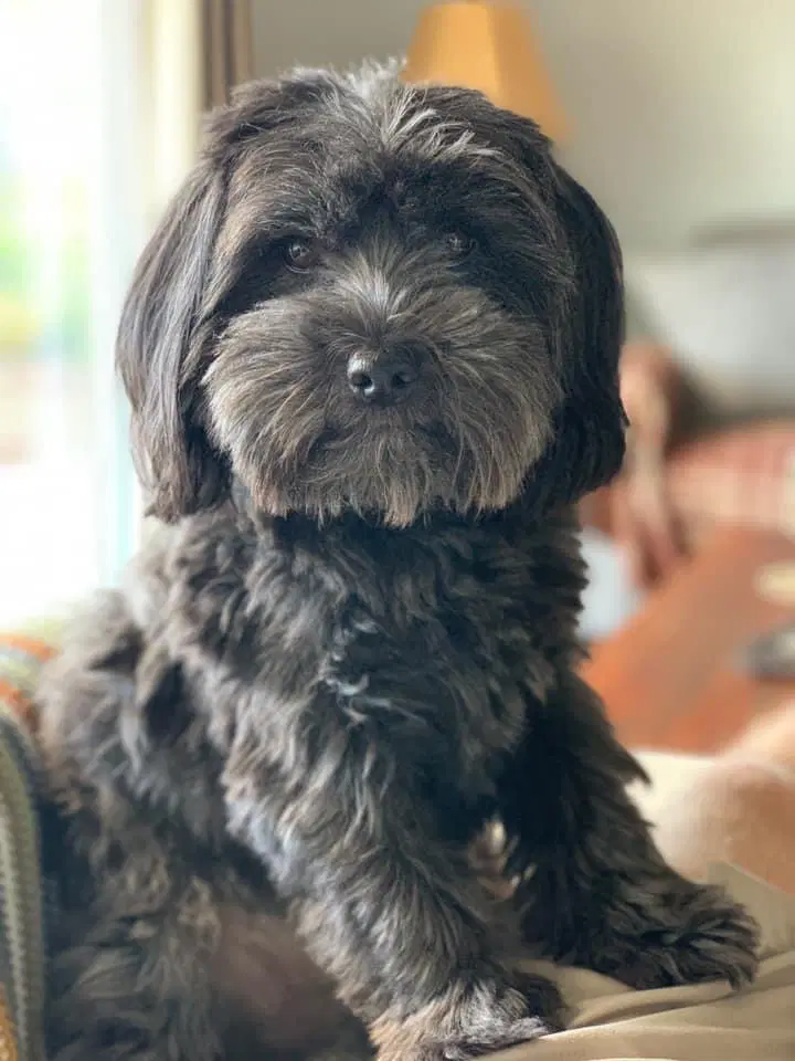 Chewie - Maltese