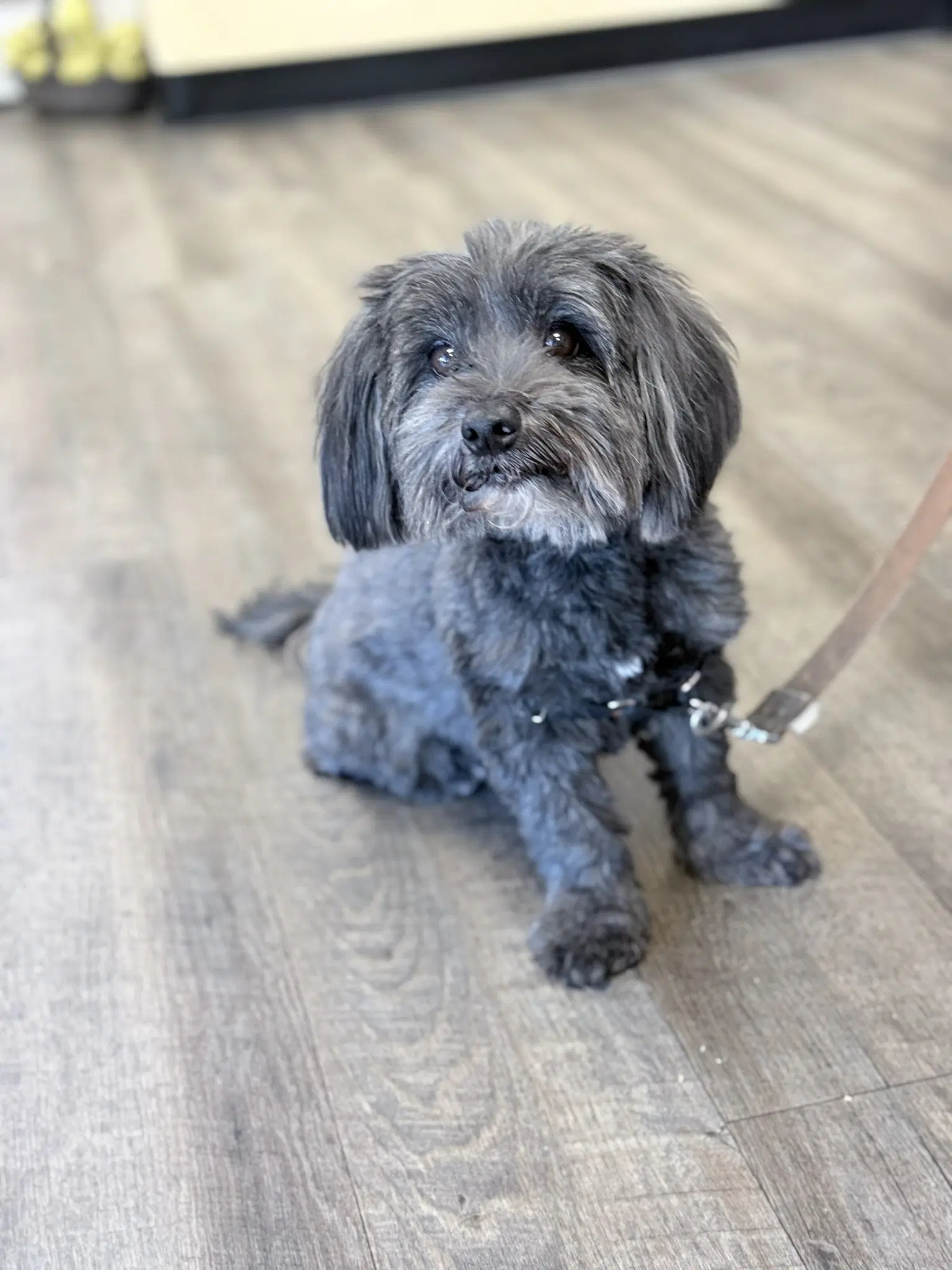 Chewie image 3