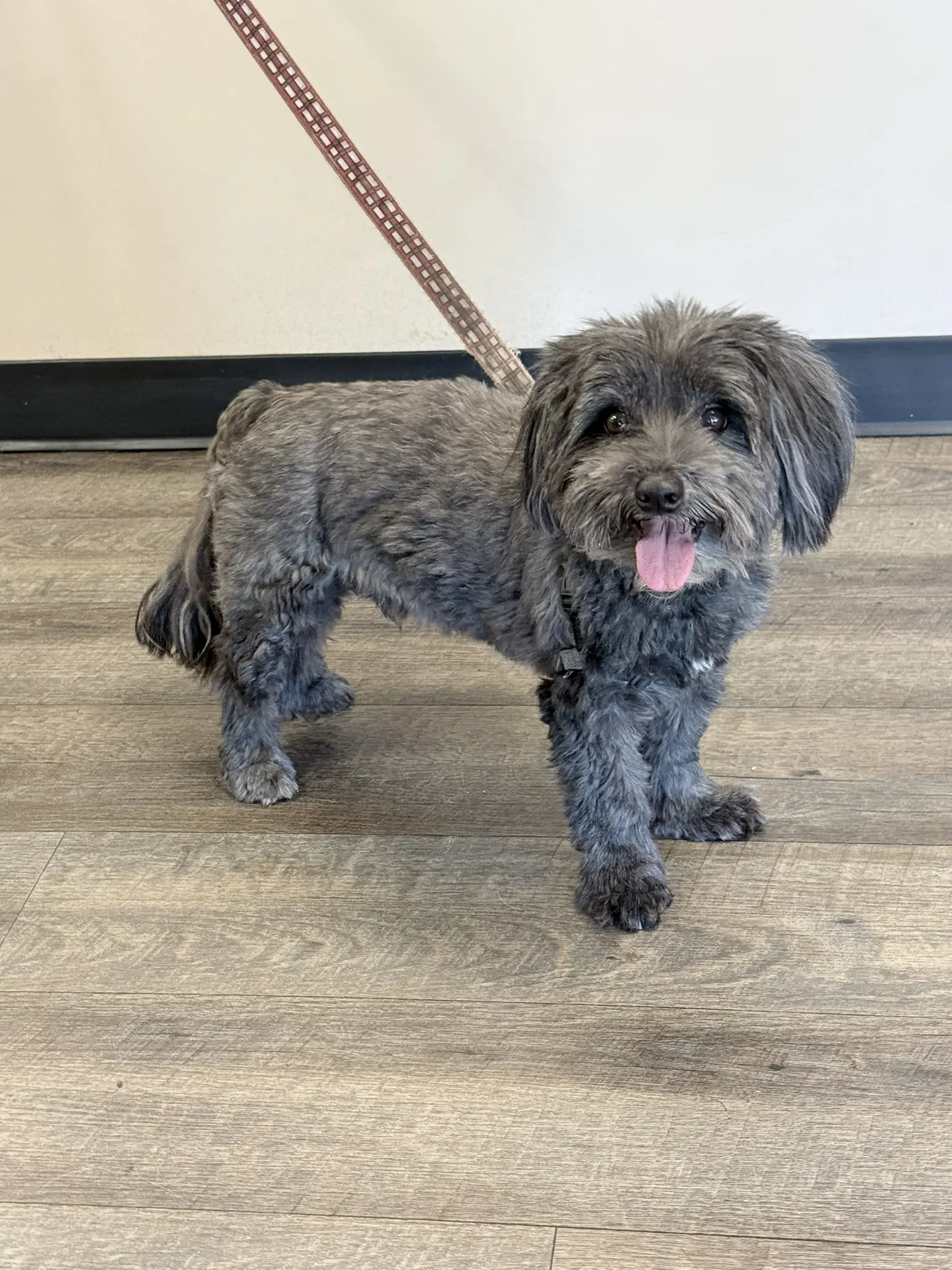 Chewie image 4