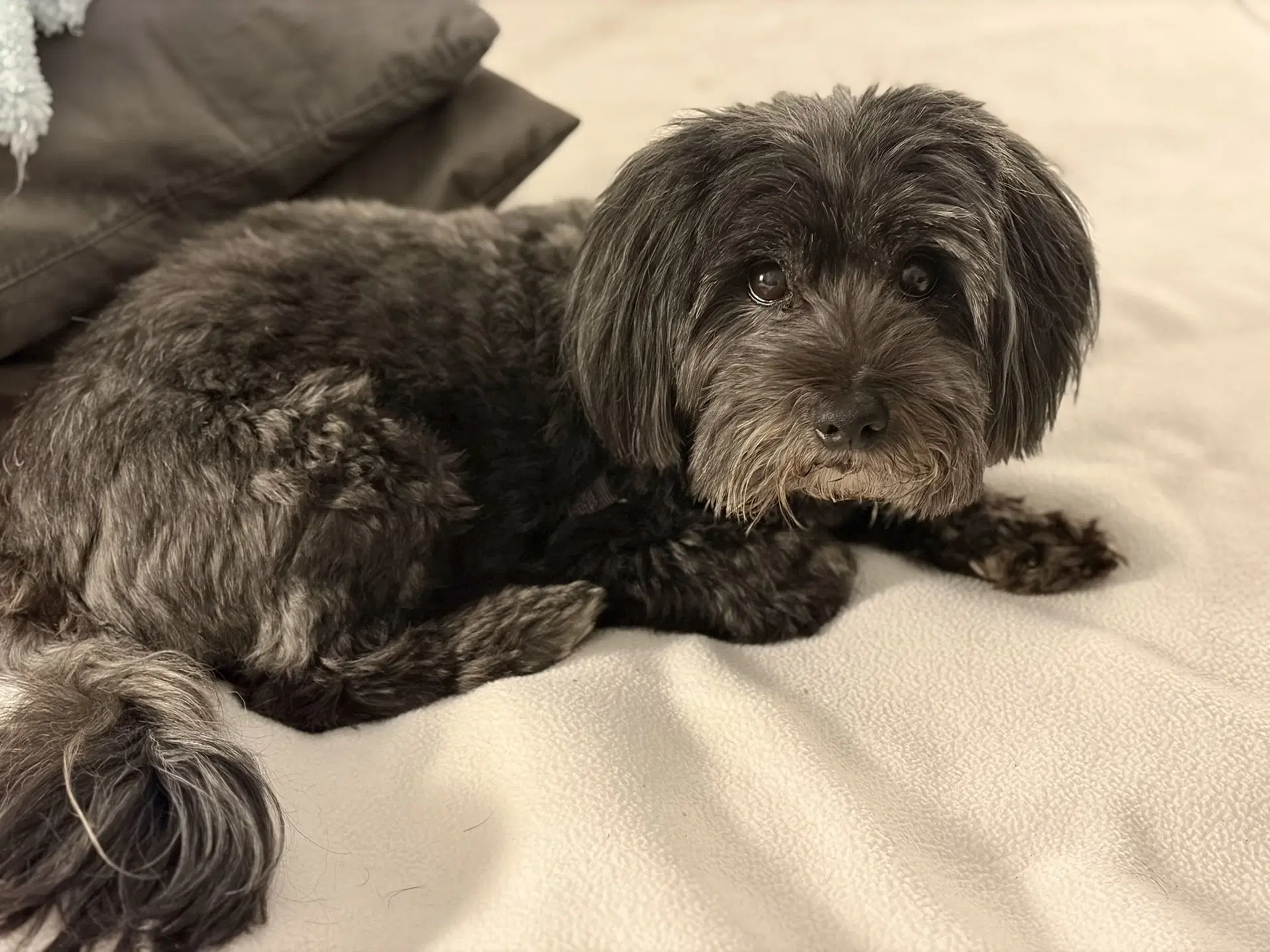 Chewie image 2
