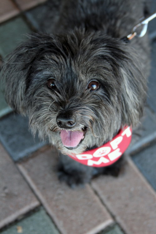 Photo 2 of Chewie