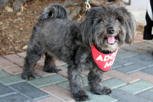 Photo 3 of Chewie