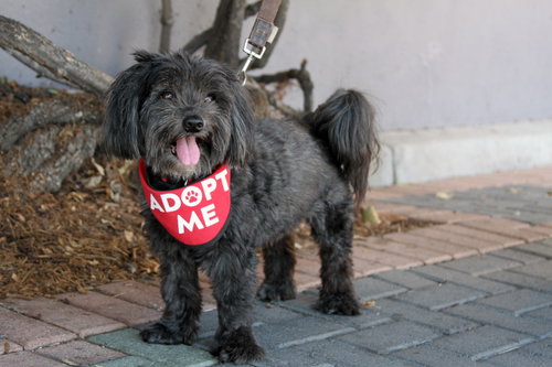 Photo 4 of Chewie