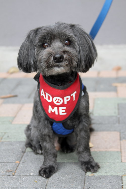Chewie, Maltese / Shih Tzu / Mixed (medium coat)