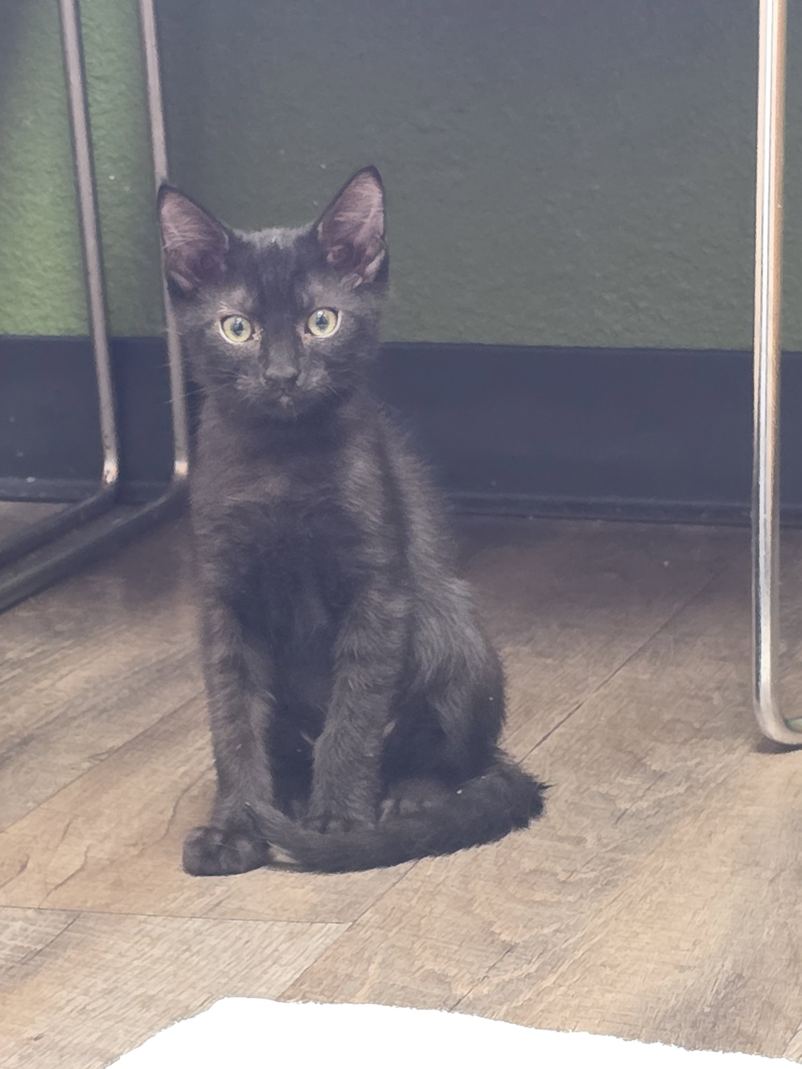 Charlie, Domestic Short Hair