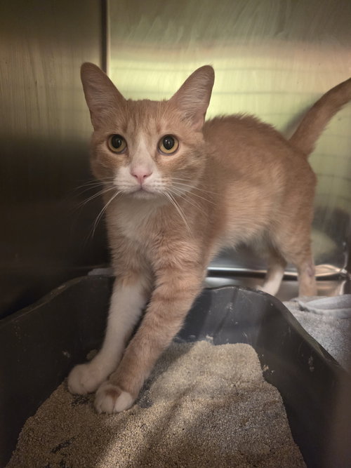 Doug, a cat for adoption from New Beginnings for Animals
