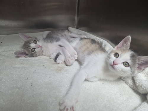 Darcy and Darby, a cat for adoption from New Beginnings for Animals