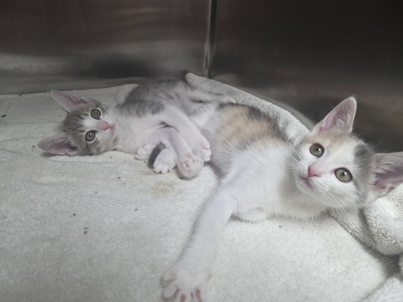 Darcy and Darby, young female cats up for adoption