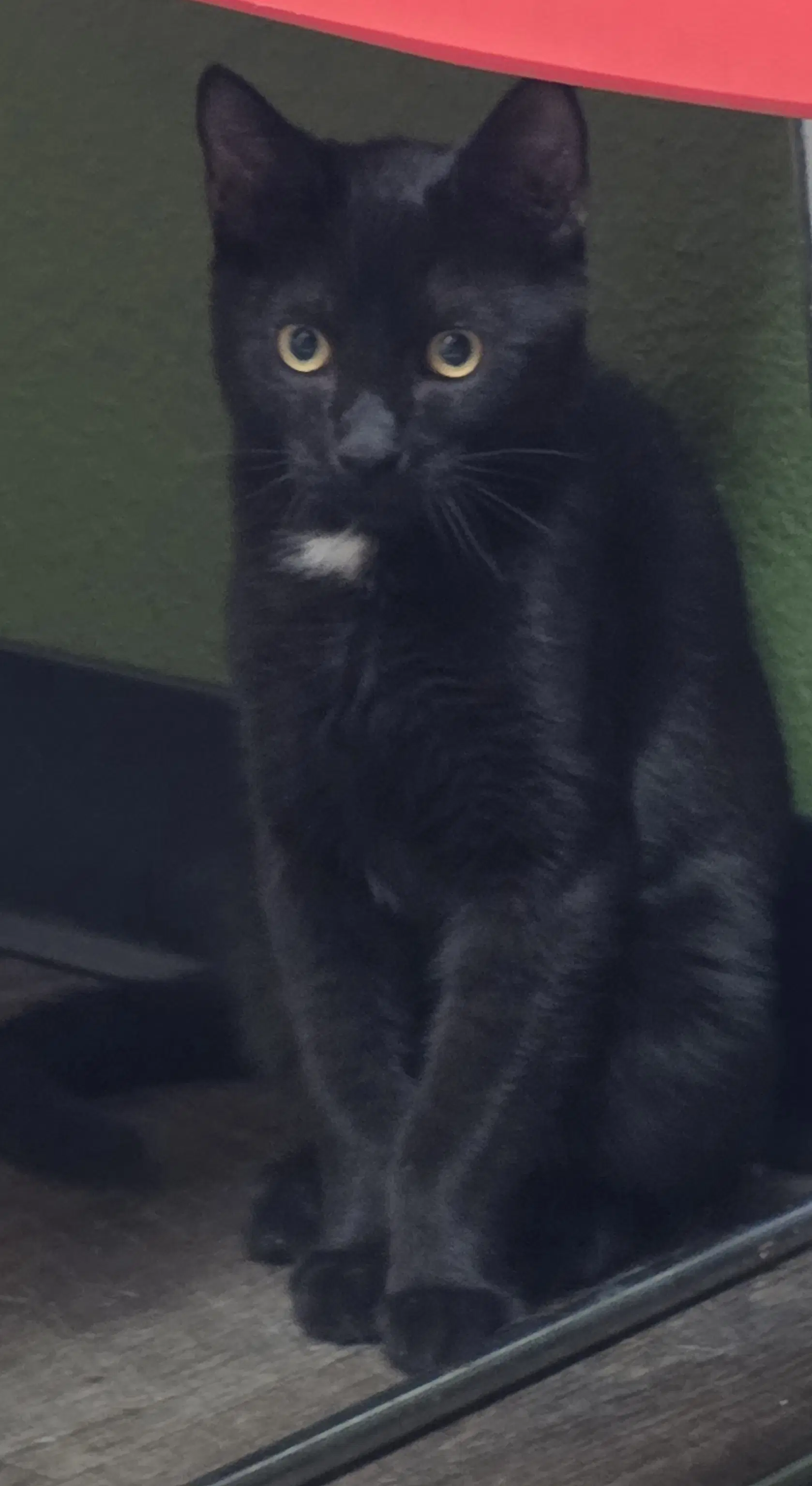 Prescott - Domestic Short Hair