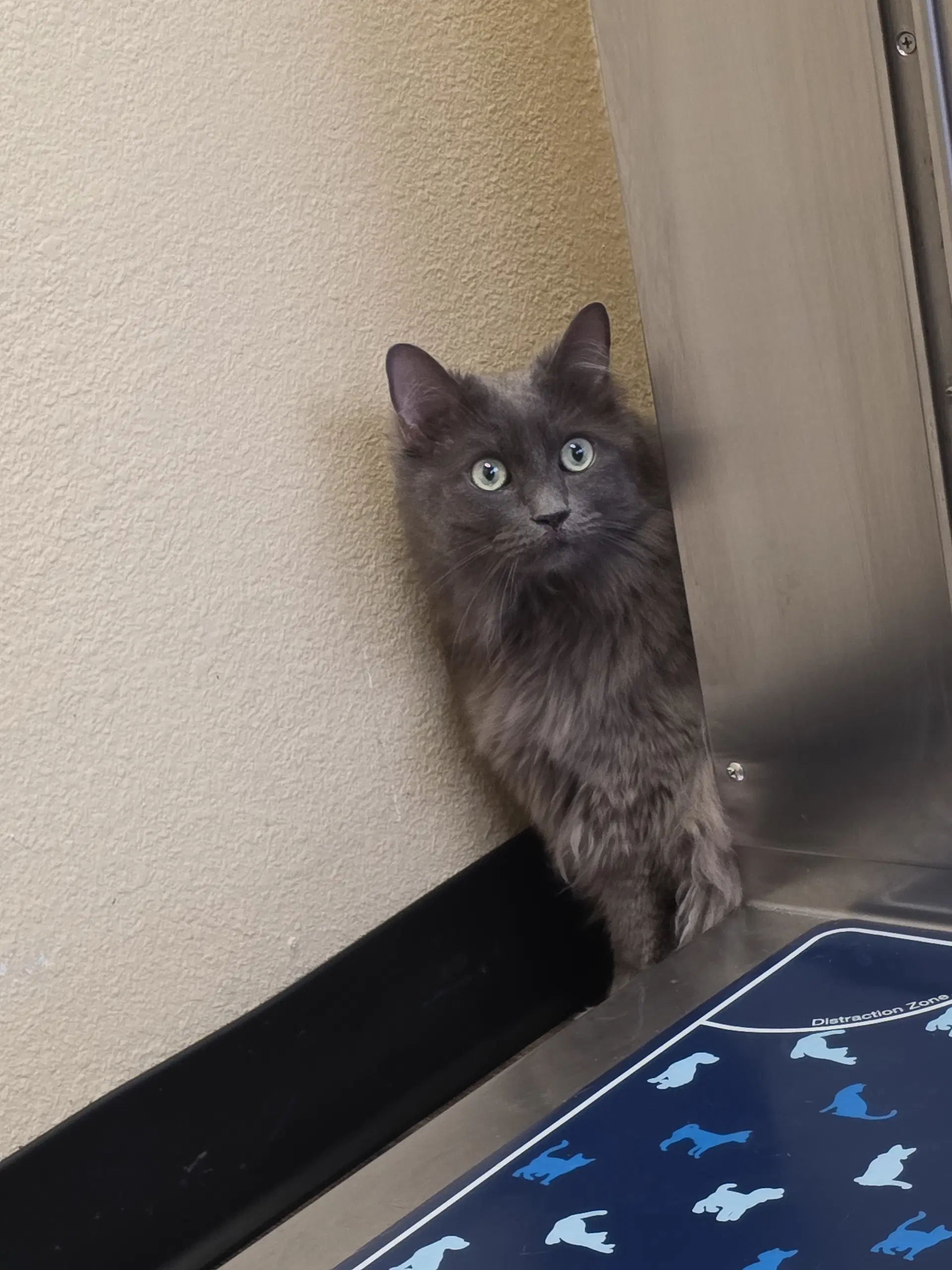 Ashley - Domestic Long Hair