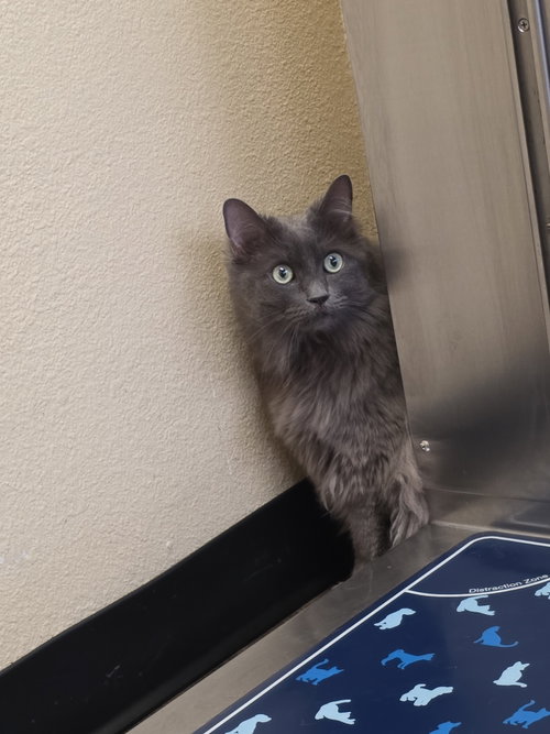 Ashley, a cat for adoption from New Beginnings for Animals