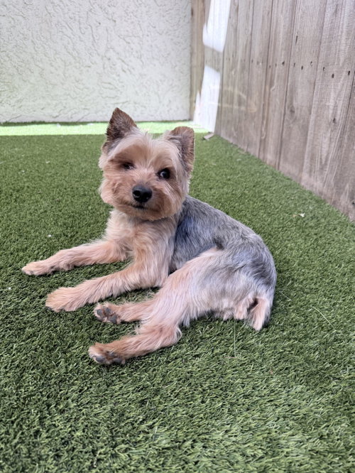 Popeye, Yorkshire Terrier Yorkie (medium coat)