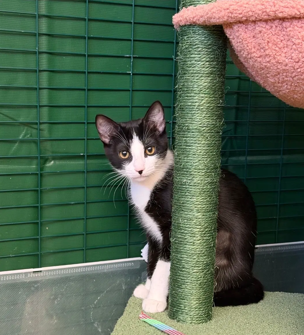Amelia - Domestic Short Hair