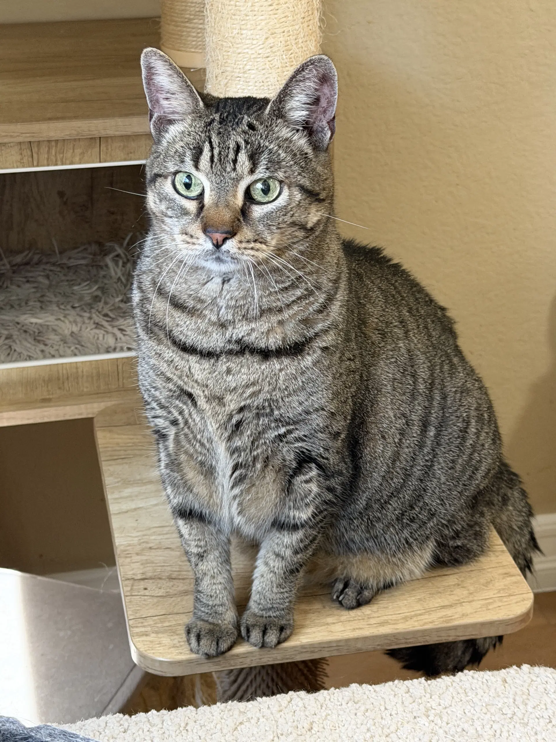 Quinoa - Domestic Short Hair