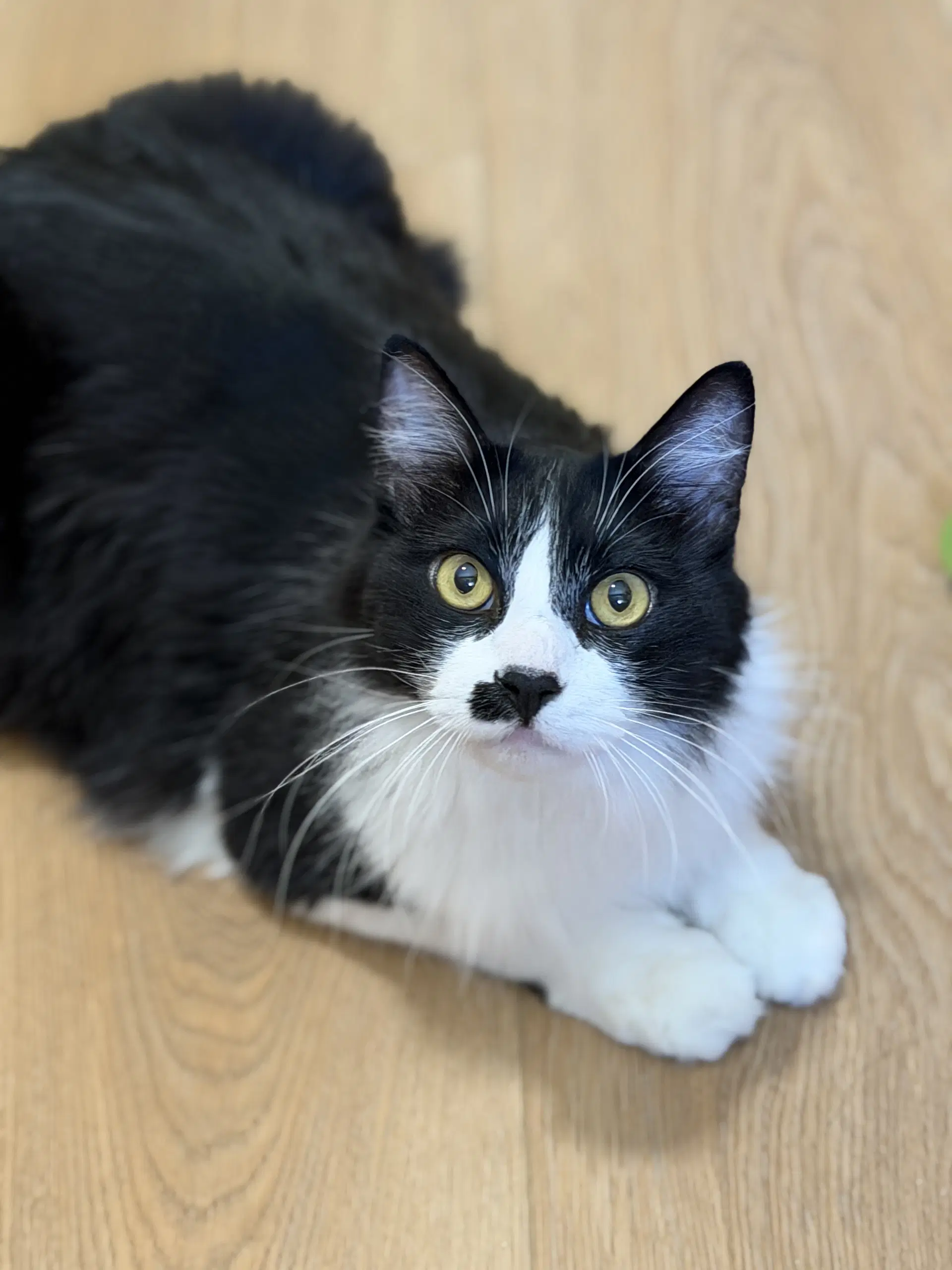 Barley - Domestic Short Hair