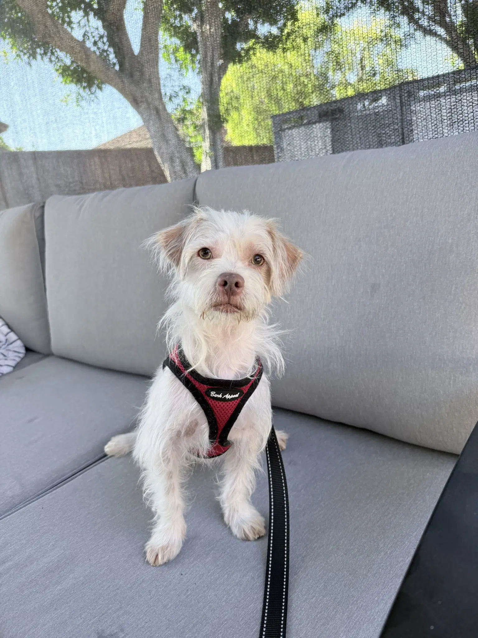 Freddie - Terrier
