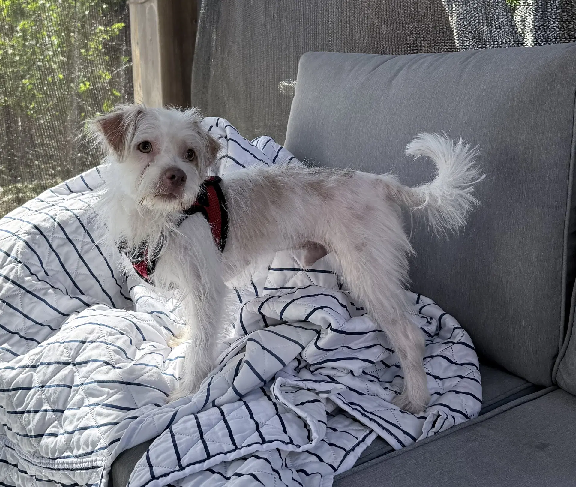 Freddie image 3