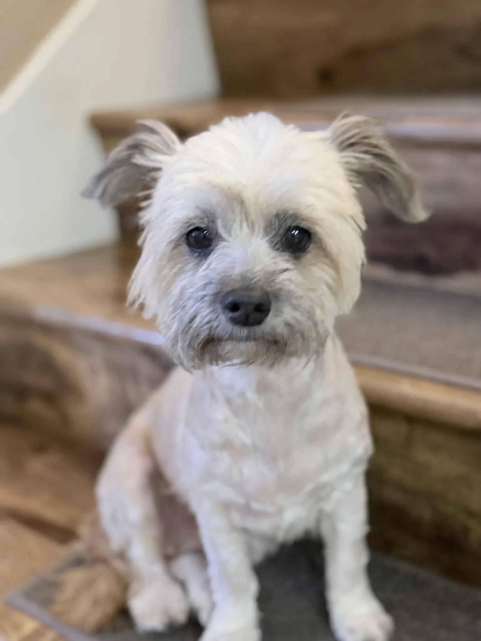 Tootsie - Shih Tzu