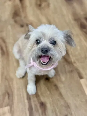 Tootsie image 4