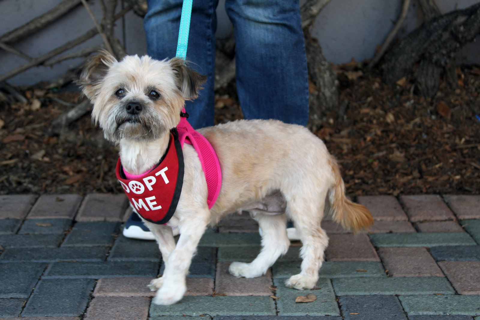 Tootsie, photo 3