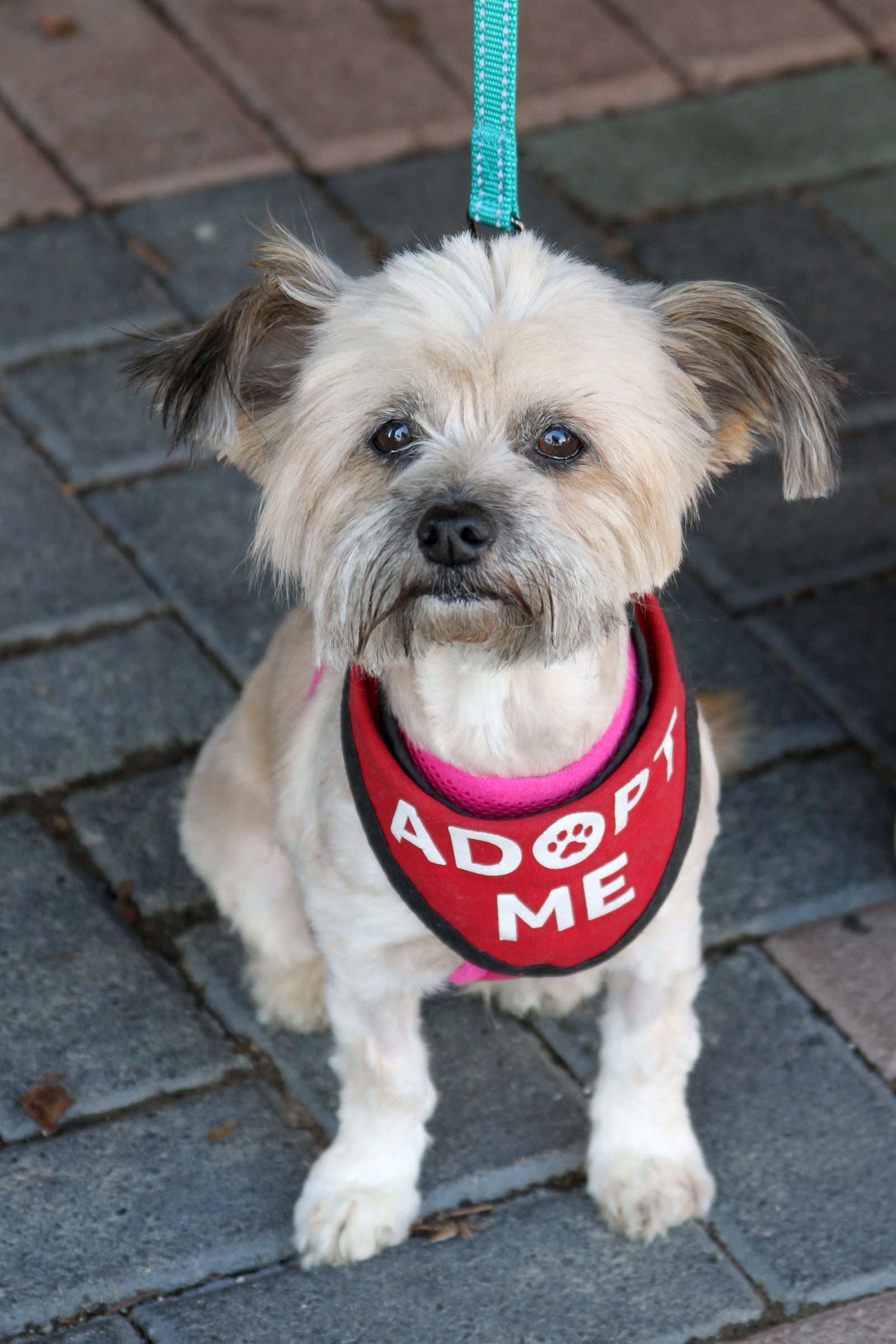 Tootsie, photo 4