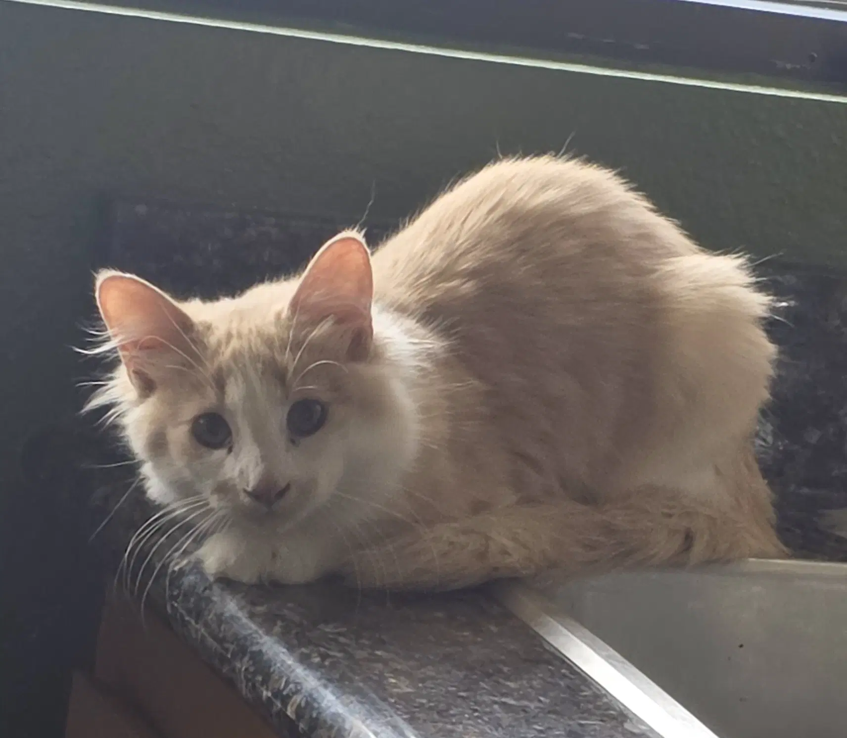Spackle - Domestic Long Hair