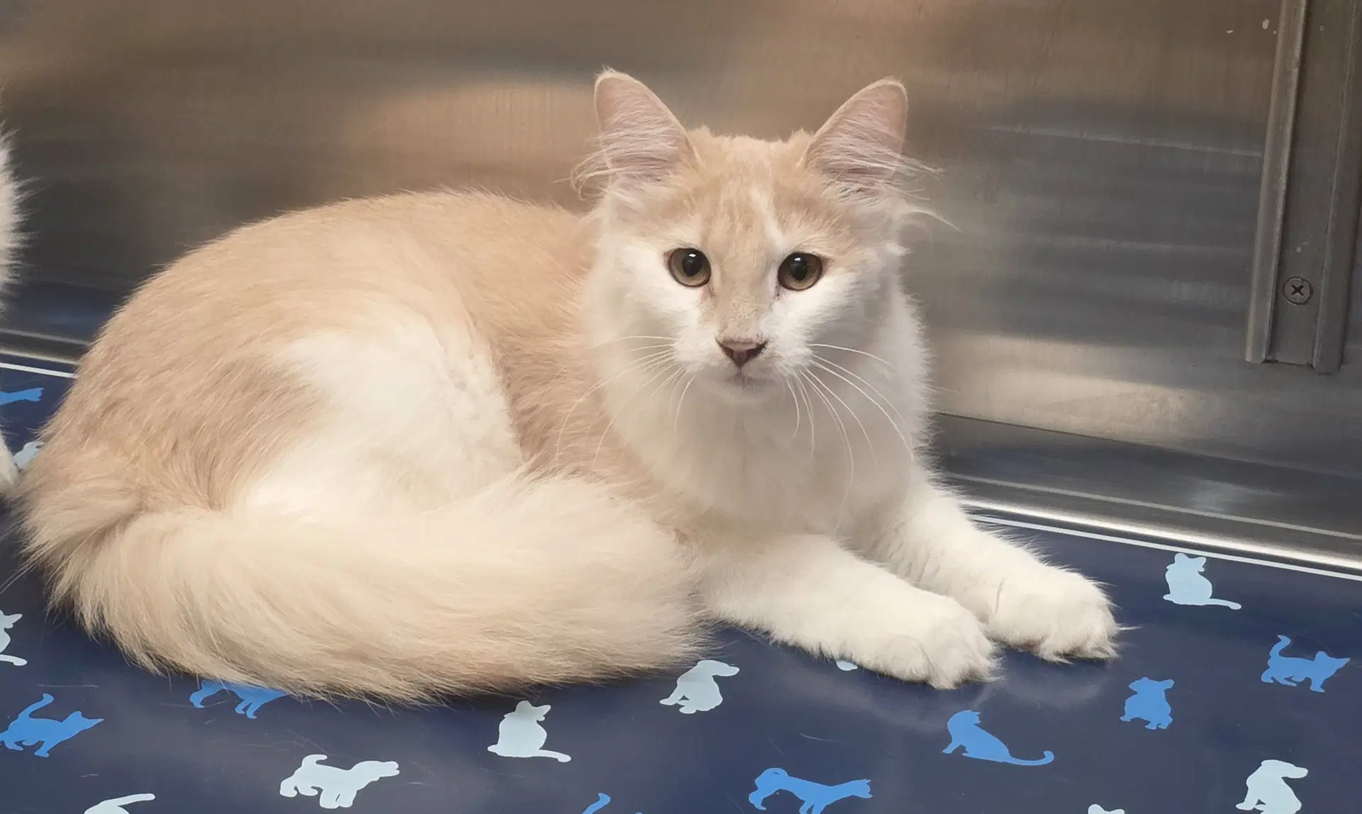 Toggle - Domestic Long Hair