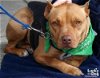 adoptable Dog in henrico, VA named Noel in Arlington VA